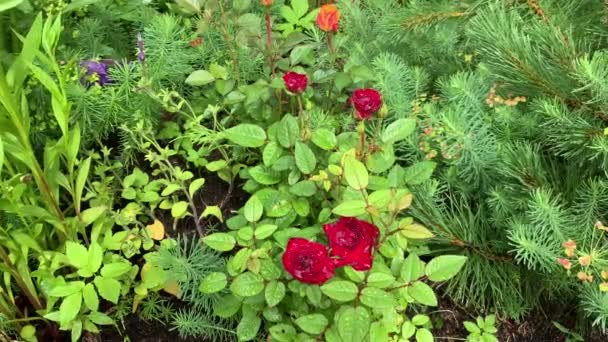 Moment Een Bloembed Tuin Tuin Roos Rood Oranje Groen Rond — Stockvideo