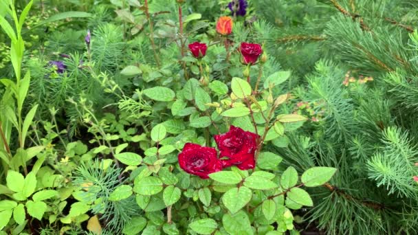 Moment Květinovém Záhonu Zahradě Zahradní Růže Červená Oranžová Kolem Zeleň — Stock video