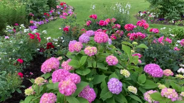 Ein Üppiger Hortensienbusch Rosa Lila Kugelige Blütenstände Die Sich Leicht — Stockvideo