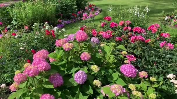 Bujné Hortenzie Bush Růžové Fialové Kulovité Květy Kolébající Větru Blízkosti — Stock video