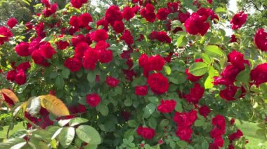 Bir sürü kırmızı çiçekli, yeşil yapraklı, yeşil yapraklı, yeşil yapraklı, bahçeli, geniş, gür güller.