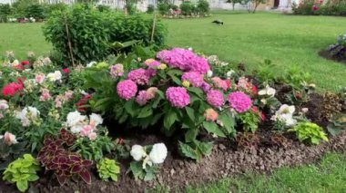 Bereketli bir ortanca çalısı, pembe-mor küresel hacim rüzgarda hafifçe sallanıyor, bir çok farklı parlak rengin yanında, begonya, yeşil çimenlik