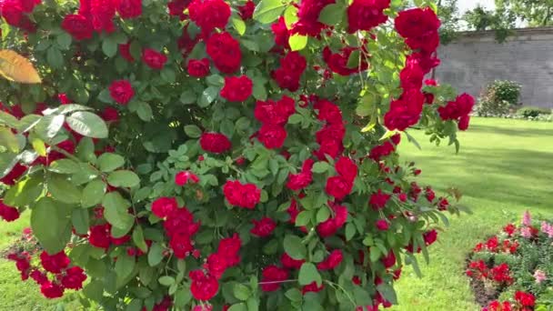 Velký Svěží Bush Horolezeckých Růží Mnoha Červenými Květy Zelené Listy — Stock video