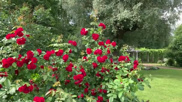 Velký Svěží Bush Horolezeckých Růží Mnoha Červenými Květy Zelené Listy — Stock video