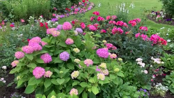 Una Hortensia Exuberante Bush Inflorescencias Globulares Color Púrpura Rosado Balanceándose — Vídeo de stock