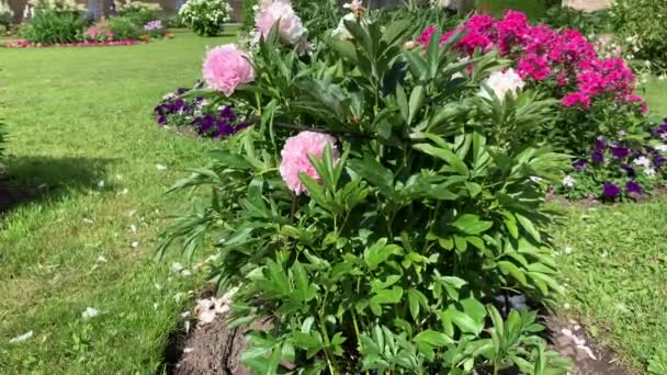 Pfingstrose Blush Mit Schönen Großen Rosa Blüten Leicht Wind Schwankend — Stockvideo