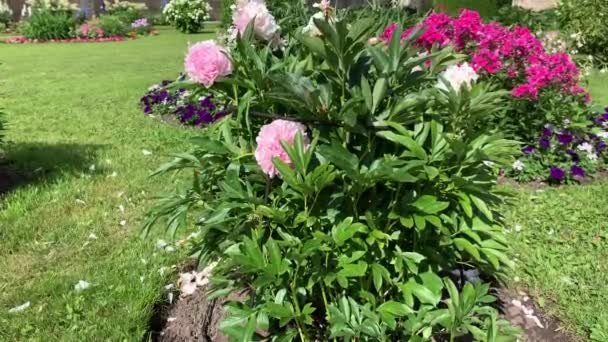 Pioenblos Met Mooie Grote Roze Bloemen Licht Zwaaiend Wind Tegen — Stockvideo