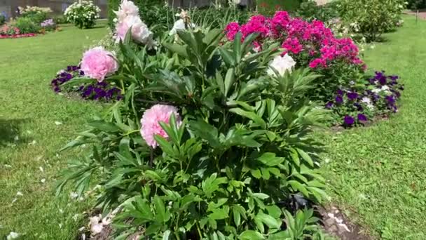 Pioenblos Met Mooie Grote Roze Bloemen Licht Zwaaiend Wind Tegen — Stockvideo