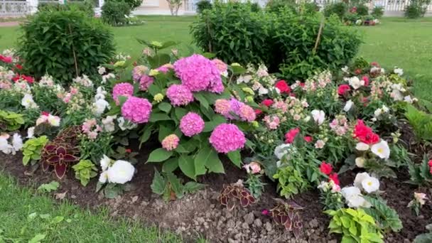 Ein Üppiger Hortensienbusch Rosa Lila Kugelige Blütenstände Die Sich Leicht — Stockvideo