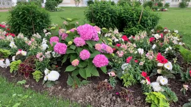 Une Hortensia Luxuriante Bush Rose Violet Inflorescences Globulaires Oscillant Légèrement — Video