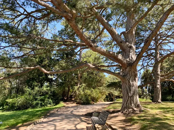 나무가 공원의 오락용 나무의자 잔디를 — 스톡 사진