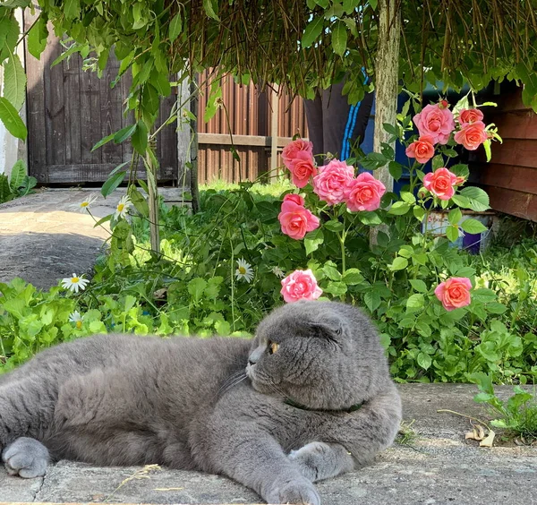 Scottish Grey Lop Eared Cat Next Pink Cordana Rose Dwarf — Stock Photo, Image