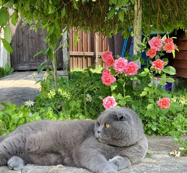 Scottish Grey Lop Eared Cat Next Pink Cordana Rose Dwarf — Stock Photo, Image