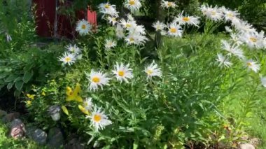 Bir sürü papatya çiçeği, büyük, kıvırcık yapraklar ve sarı bir merkez, rüzgarda şiddetle sallanan bir sürü yeşillik ve çiçek tarhında sarı bir zambak.