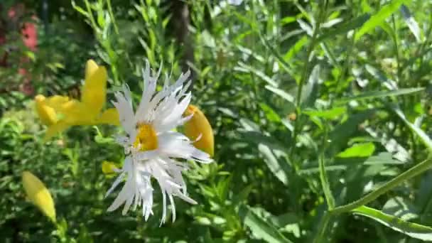 Çiçekli Papatya Çayı Beyaz Kıvırcık Yapraklar Rüzgarda Sallanan Sarı Merkez — Stok video