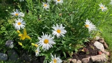 Bir sürü papatya çiçeği, büyük, kıvırcık yapraklar ve sarı bir merkez, rüzgarda şiddetle sallanan bir sürü yeşillik ve çiçek tarhında sarı bir zambak.