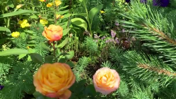 Moment Tuin Oranje Scharlaken Mini Rozen Tussen Naaldbomen Geel Citroengras — Stockvideo