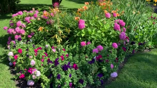 Elegant Vacker Rabatt Med Många Blommor Rosa Hortensia Petunia Daglilja — Stockvideo