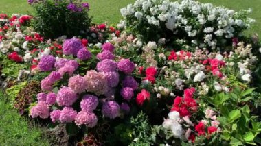 Ortanca çalısı, bir top şeklinde pembe kızılötesi ışıltılara sahip, rüzgarda salınan, diğer çiçek türlerinin yanında.