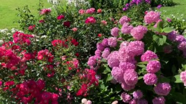 Küresel şekilli birçok pembe çiçekli ortanca, yakınlarda bir gül açar, çok farklı renkler ve gölgeler, parkta parlak bir bahçe yatağı