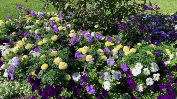 Цветочный Сад Разнообразными Растениями Белый Фиолетовый Петунии Цветок Мягкого Желтого — стоковое видео