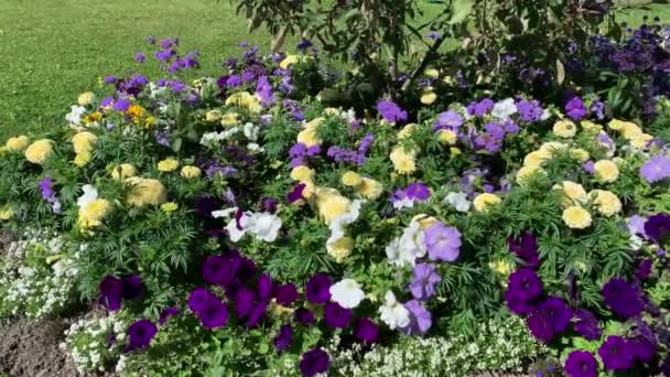 Jardin Fleurs Avec Une Variété Plantes Blanc Pétunias Violets Une — Video