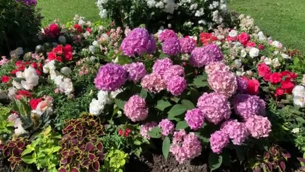 Гідрагея Буш Багатьма Рожевими Квітками Формі Кульки Гойдається Вітрі Поруч — стокове відео