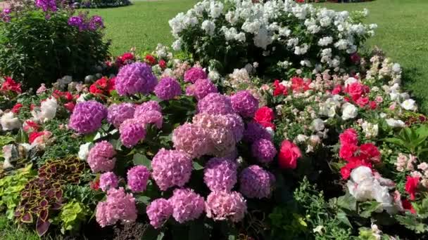 ピンクの球状の花序がたくさんあるアジサイブッシュ 風になびく光 他の花 サンゴの色の横にある — ストック動画