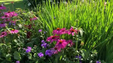 Mor Echinacea, günlük yeşil yaprakların arka planında, rüzgarda salınan, parktaki bahçe, doğanın güzelliği büyüleyici.