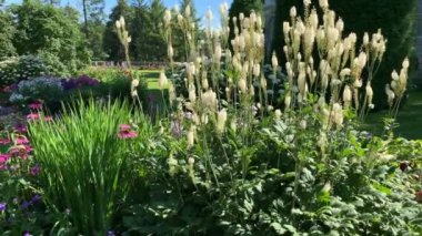 Çiçek Clopogon kordifolisi, mor çiçekli Echinacea ile aynı yatakta büyür, diğer birçok çiçeğin arka planında parlak renkli, Park, bahçe