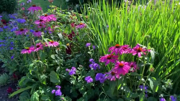 Lila Echinacea Bakgrunden Gröna Blad Daglilja Svajande Vinden Trädgård Parken — Stockvideo