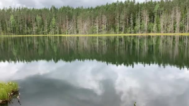 Widok Jezioro Lesie Czysta Gładka Woda Odbicie Drzew Wodzie Niebo — Wideo stockowe