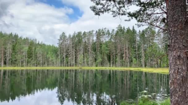 森林中的湖景 清澈的流水 水面上倒映着树木 天空中乌云密布 北方的自然 卡累利阿 — 图库视频影像