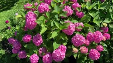 Bir sürü pembe çiçekli ortanca, küresel şekilli, yeşil yapraklı, rüzgardan sallanan ışık, parktaki çiçek bahçesi.