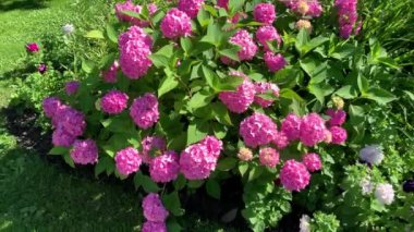 Bir sürü pembe çiçekli ortanca, küresel şekilli, yeşil yapraklı, rüzgardan sallanan ışık, parktaki çiçek bahçesi.