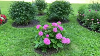 Bir sürü pembe çiçekli tek bir ortanca. Küresel şekilli, yeşil yapraklı, rüzgardan sallanan ışık, çimen, park.