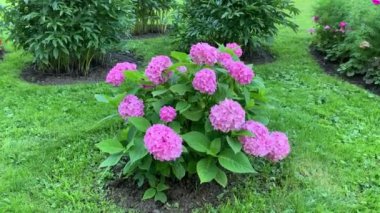 Bir sürü pembe çiçekli tek bir ortanca. Küresel şekilli, yeşil yapraklı, rüzgardan sallanan ışık, çimen, park.