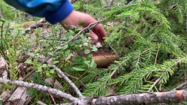 Ormanda büyük ve küçük porcini mantarları topluyor, farklı yerlerde yetişiyor, ağacın altında, yosunların arasında, yaprakların arasında, birkaç katlı bir kombinasyon.