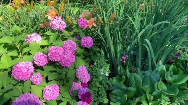 Vacker Blomsterträdgård Frodig Rosa Hortensia Med Sfäriska Blommor Bredvid Orange — Stockvideo