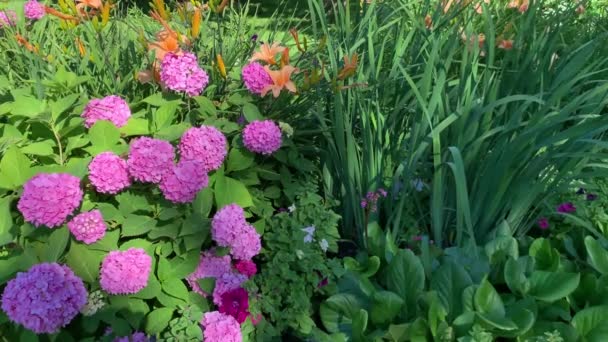 Έναν Όμορφο Κήπο Λουλούδια Μια Πλούσια Ροζ Ορτανσία Σφαιρικά Λουλούδια — Αρχείο Βίντεο