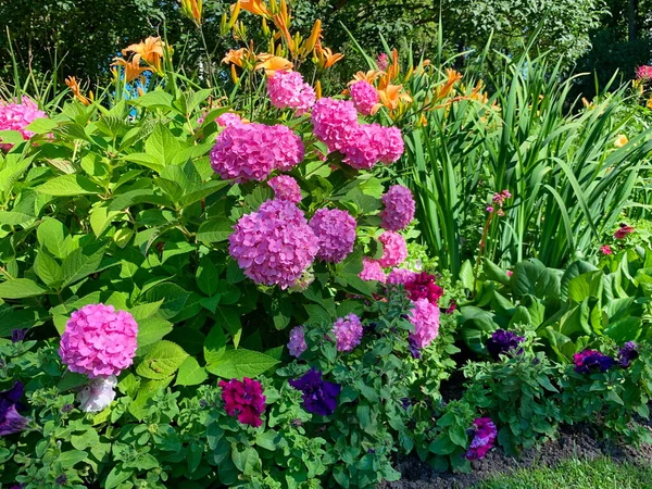 Nádherný Květinový Záhon Parku Kvetoucí Růžové Hortenzie Kulovitý Květinový Tvar — Stock fotografie