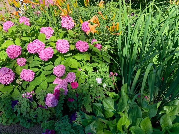 Superbe Parterre Fleurs Dans Parc Fleurissant Hortensia Rose Forme Inflorescence — Photo