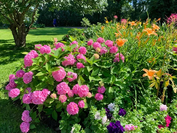 Prachtvolles Blumenbeet Park Blühende Rosa Hortensie Kugelförmiger Blütenstand Nächste Orangefarbene lizenzfreie Stockfotos