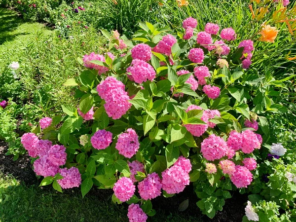 Hortenzie Bush Posetá Růžovými Květy Tvaru Koule Spousta Zeleně Pozadí — Stock fotografie