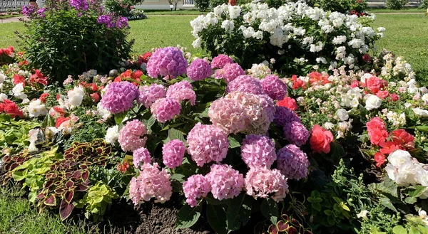 巨大的粉色气球 绣花覆盖着一小丛的植物 公园里有一个花园 靠近白色的芙蓉 秋海棠 各种各样的花 — 图库照片