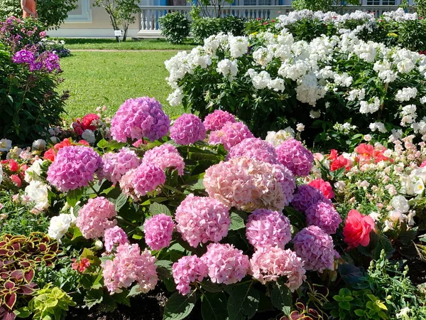 Huge Pink Balloons Hydrangea Flowers Covered Small Shrub Plant Flower — Stock Photo, Image