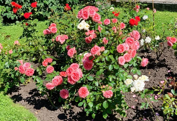 Blumengarten Mit Rosen Weiß Rot Rosa Üppig Blühend Vor Dem — Stockfoto