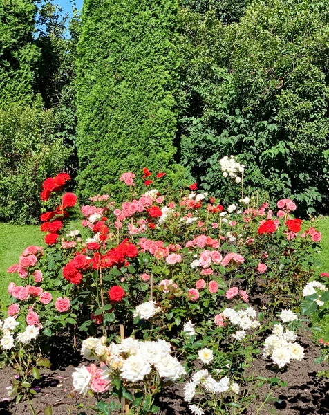 Jardín Flores Con Rosas Rosa Rojo Blanco Lujosamente Floreciendo Sobre — Foto de Stock