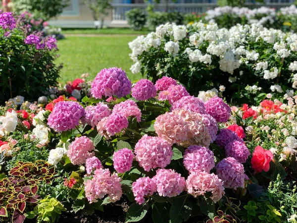 巨大的粉色气球 绣花覆盖着一小丛的植物 公园里有一个花园 靠近白色的芙蓉 秋海棠 各种各样的花 — 图库照片