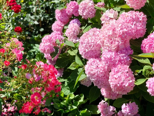 Enorma Rosa Bollar Hortensia Blommor Lutar Mot Ros Blommor Korall — Stockfoto